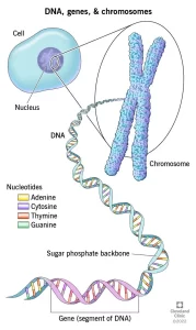 DNA helix
