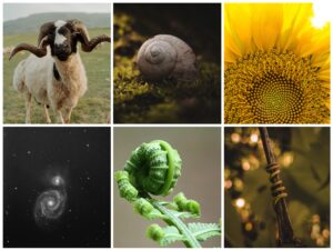 helix in nature